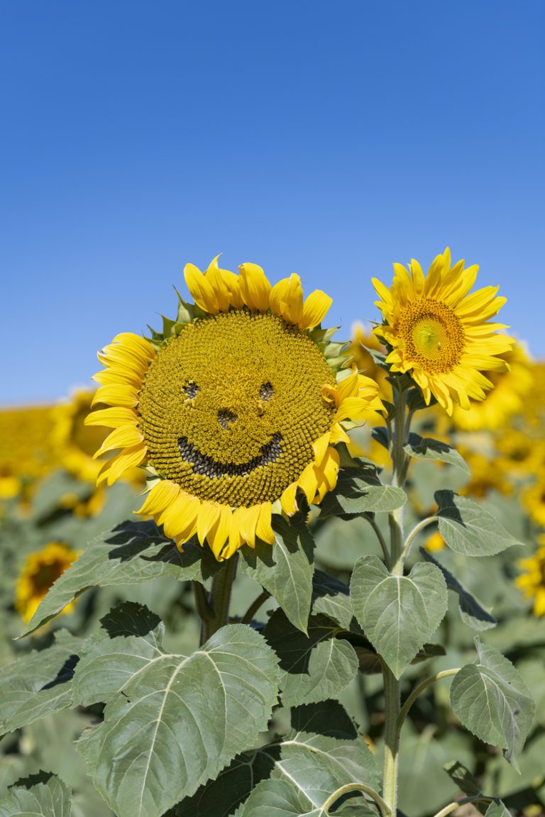 Sunflower with smiley face in field