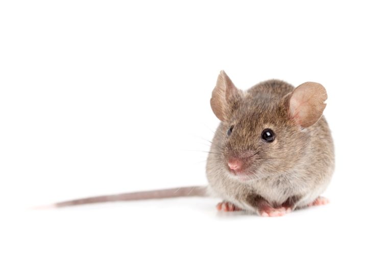 mouse isolated on white background