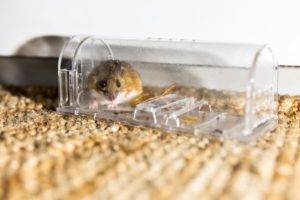 mouse trapped in modern humane trap
