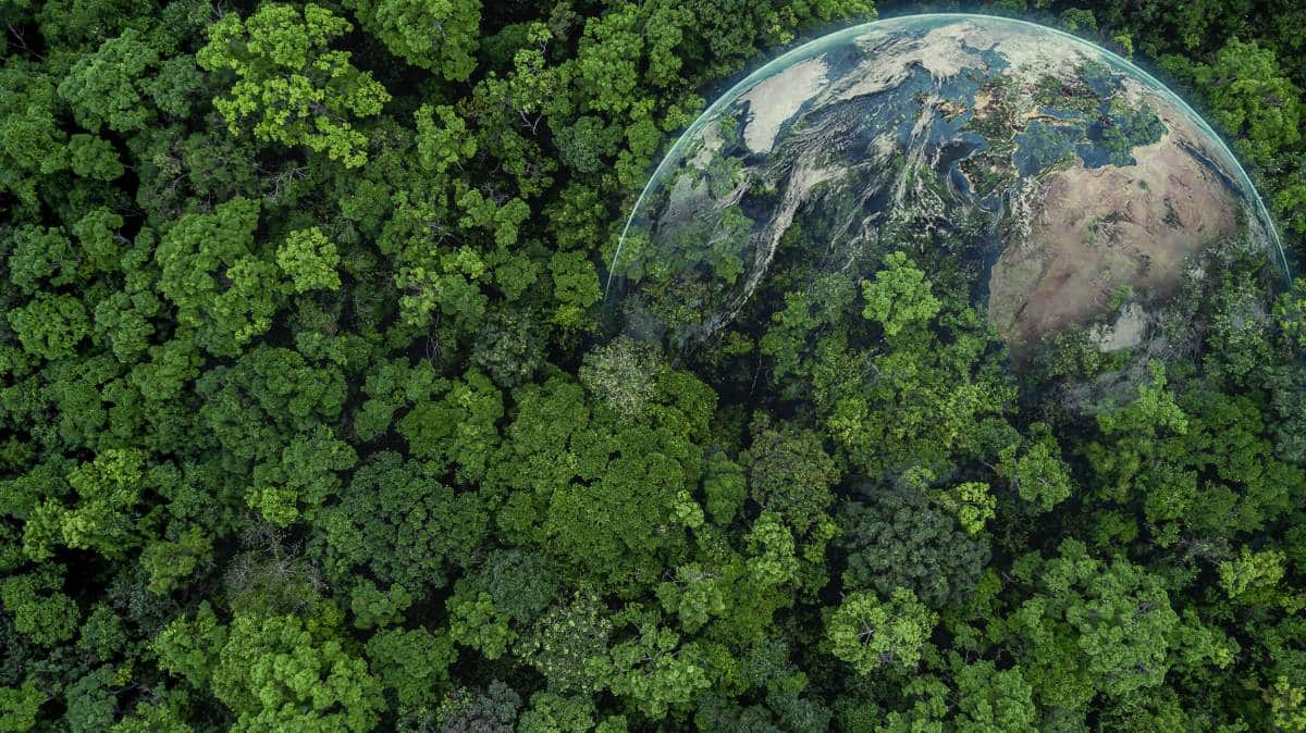 Globe hidden amongst a forest of trees